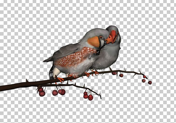 Lovebird Parrot PNG, Clipart, Animals, Beak, Bird, Birds, Branch Free PNG Download