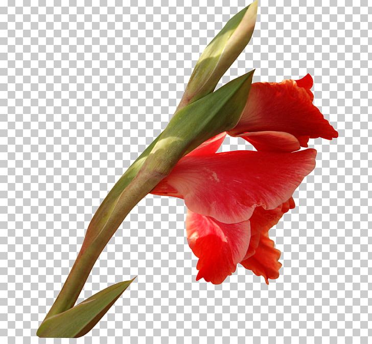 Gladiolus Cut Flowers Plant Stem Tulip PNG, Clipart, Amaryllis Belladonna, Author, Bud, Canna Family, Canna Lily Free PNG Download