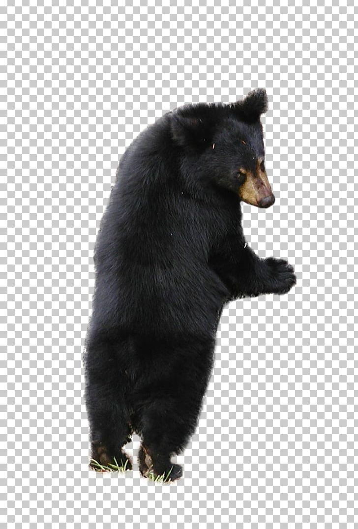 American Black Bear Brown Bear Polar Bear PNG, Clipart, Asian Black Bear, Baby Clothes, Baby Girl, Background Black, Bear Free PNG Download