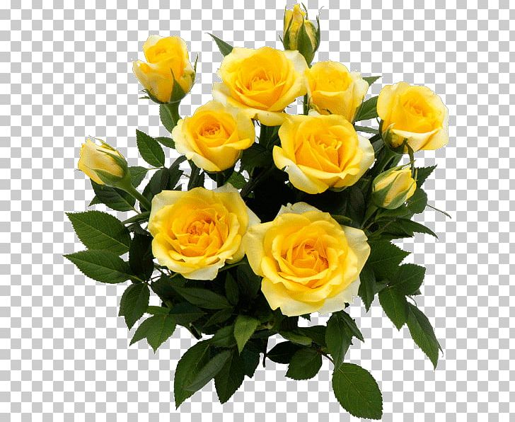 Garden Roses Floribunda Yellow Cut Flowers PNG, Clipart, Color, Cut Flowers, Floral Design, Floribunda, Floristry Free PNG Download