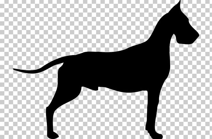 Great Dane Dogue De Bordeaux Old Danish Pointer Poodle PNG, Clipart, Black And White, Breed, Canidae, Carnivoran, Coat Free PNG Download