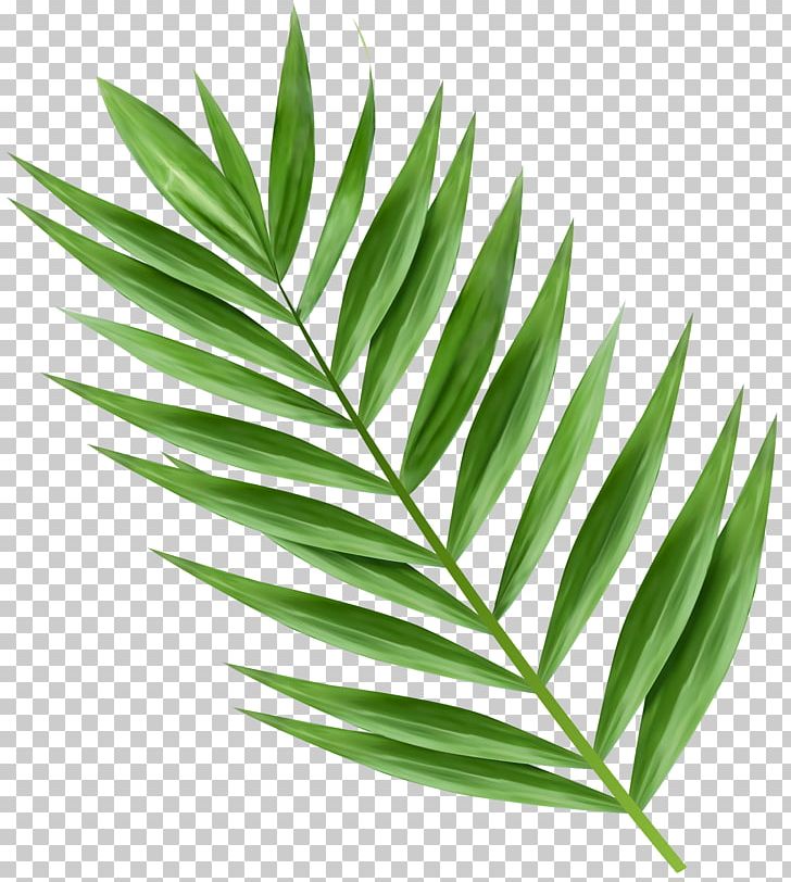 Arecaceae Palm Branch Palm-leaf Manuscript PNG, Clipart, Arecaceae, Arecales, Frond, Grass, Herbalism Free PNG Download