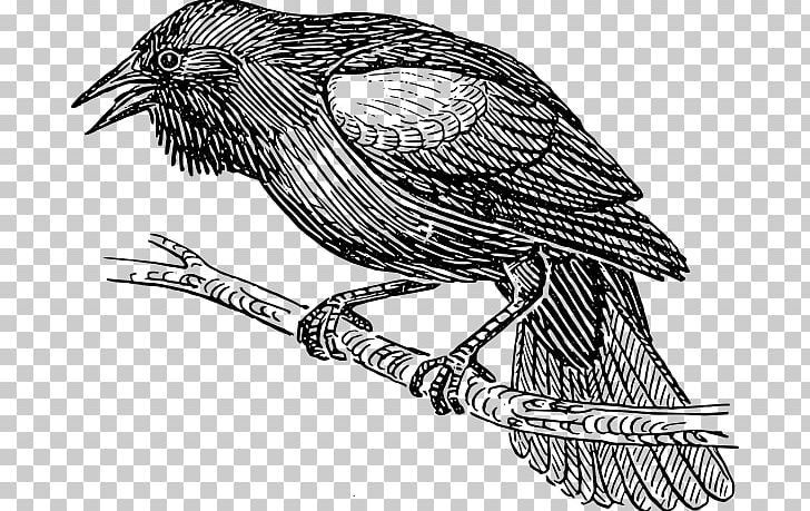 Common Blackbird Drawing PNG, Clipart, Art, Beak, Bird, Bird Flight, Bird Of Prey Free PNG Download