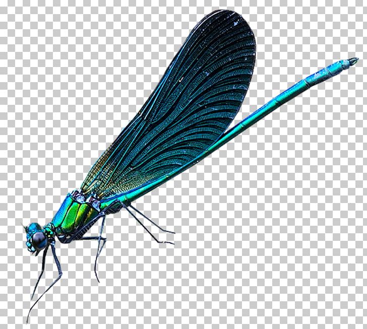 Dragonfly Net-winged Insects Damselflies Insect Wing PNG, Clipart, Arthropod, Damselfly, Dragonflies And Damseflies, Dragonfly, Fly Free PNG Download