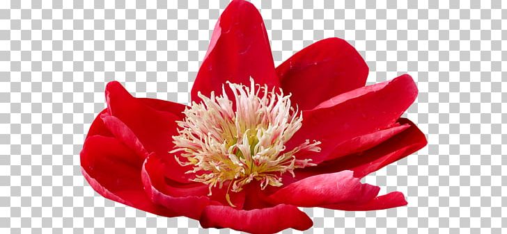 Petal Flower Blume Email PNG, Clipart, 1 May, Blog, Blume, Buket Resimleri, Child Free PNG Download