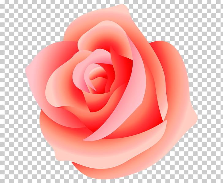 Rose PNG, Clipart, Closeup, Cut Flowers, Desktop Wallpaper, Flower, Flowering Plant Free PNG Download