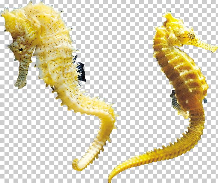 Seahorse Portable Network Graphics The Hippocampus PNG, Clipart, Animals, Data, Desktop Wallpaper, Download, Fish Free PNG Download