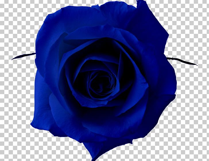 Blue Rose PNG, Clipart, Art, Blue, Blue Flower, Blue Rose, Clip Art Free PNG Download