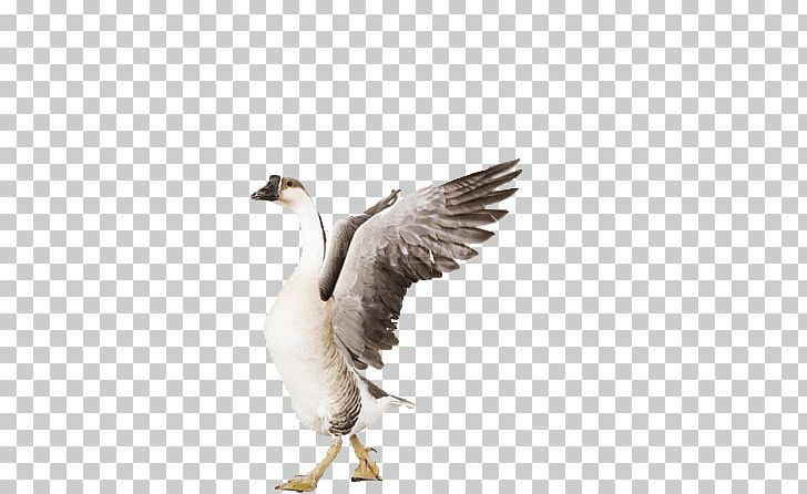 Grey Goose Bird Greylag Goose Cygnini PNG, Clipart, Anatidae, Animals, Beak, Bottle, Canada Goose Free PNG Download