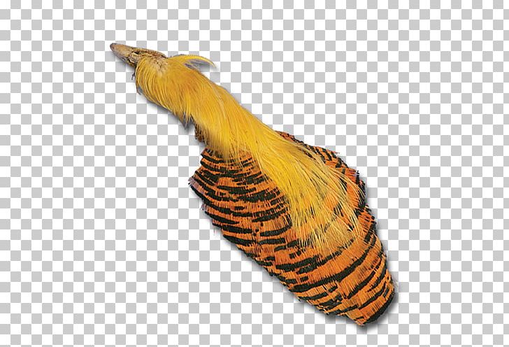 Insect Wing Feather Beak Tail PNG, Clipart, Beak, Feather, Golden Pheasant, Insect, Insect Wing Free PNG Download