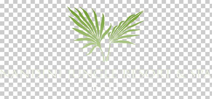 Arecaceae Leaf Palm Branch Frond Plant Stem PNG, Clipart, Arecaceae, Arecales, Family, Frond, Grass Free PNG Download