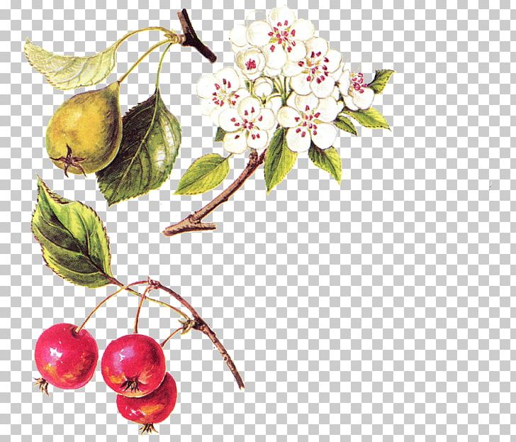 Cherry Still Life Photography Massachusetts Institute Of Technology PNG, Clipart, Blossom, Branch, Cherry, Flower, Flowering Plant Free PNG Download