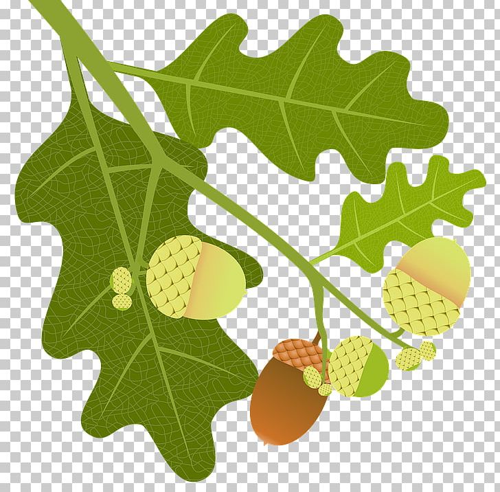 English Oak Tree Acorn Leaf Quercus Macranthera PNG, Clipart, Acorn, Branch, Catkin, English Oak, Food Free PNG Download