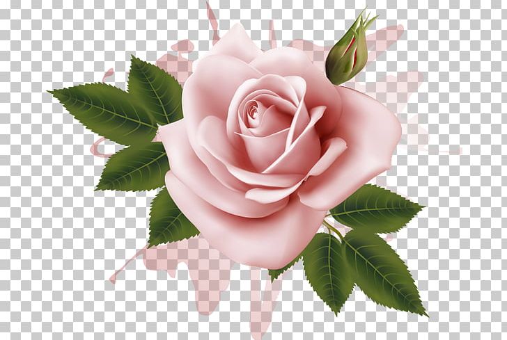 Garden Roses Cabbage Rose Flower Floribunda PNG, Clipart, Bud, Cabbage Rose, China Rose, Cut Flowers, Drawing Free PNG Download