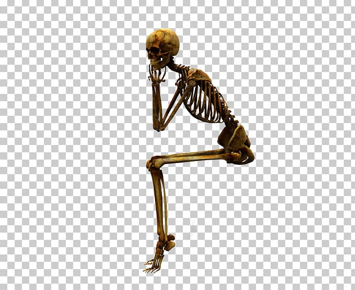 Human Skeleton Bone Skull PNG