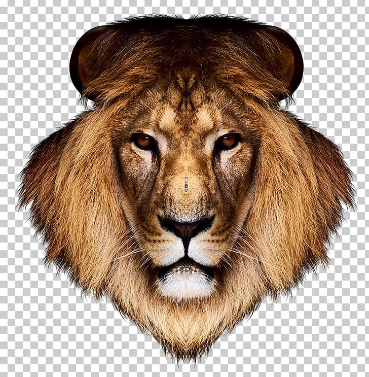 Lion Desktop Tiger PNG, Clipart, Animals, Big Cat, Big Cats, Carnivoran, Cat Free PNG Download