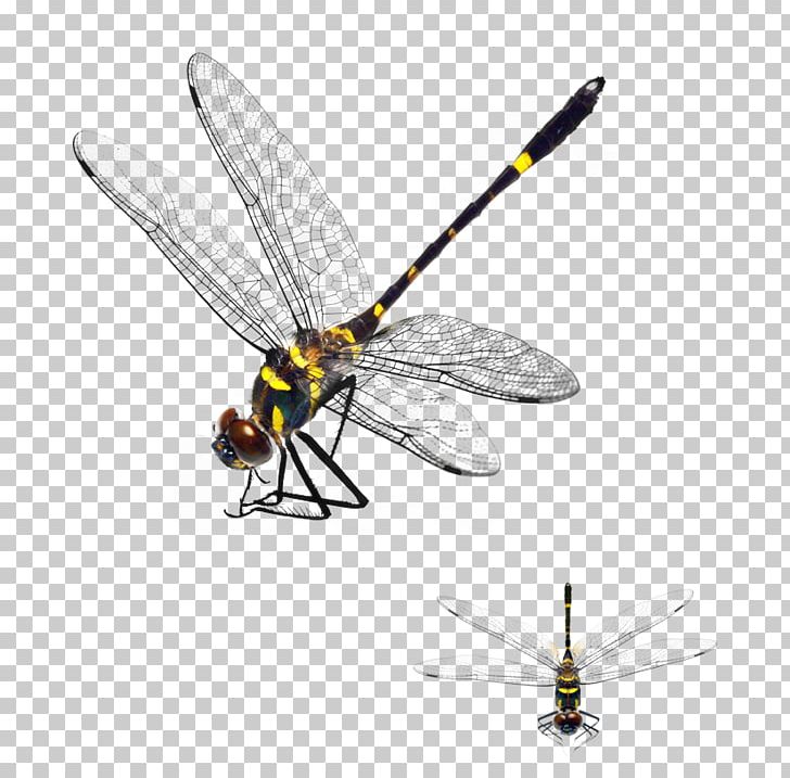 Dragonfly App Store PNG, Clipart, Arthropod, Computer Program, Dragonfly Wings, Dragonfly With Flower, Fundal Free PNG Download