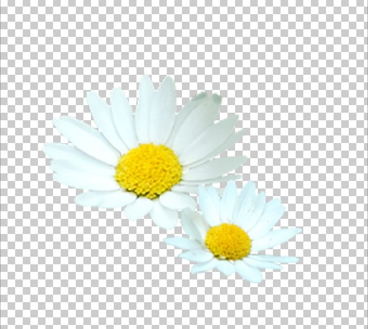 Flower White Euclidean PNG, Clipart, Chart, Chrysanthemum, Chrysanthemum Chrysanthemum, Chrysanthemum Flowers, Chrysanthemums Free PNG Download