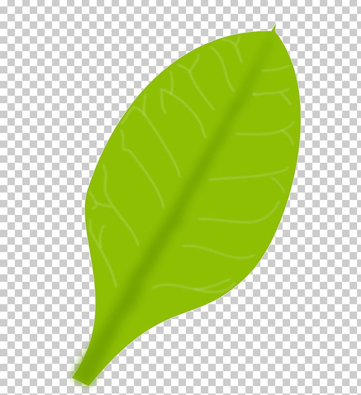 Leaf PNG, Clipart, Animation, Banana Leaf, Color, Drawing, Grass Free PNG Download