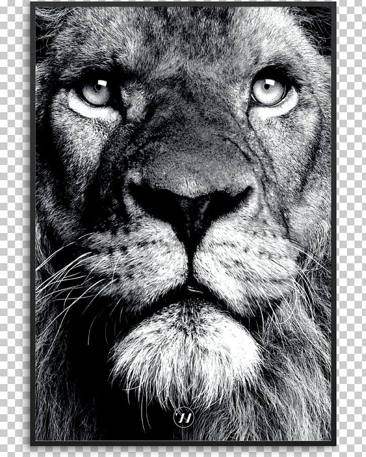 Lionhead Rabbit Stock Photography Bear PNG, Clipart, Animals, Bear, Big Cats, Carnivoran, Cat Like Mammal Free PNG Download
