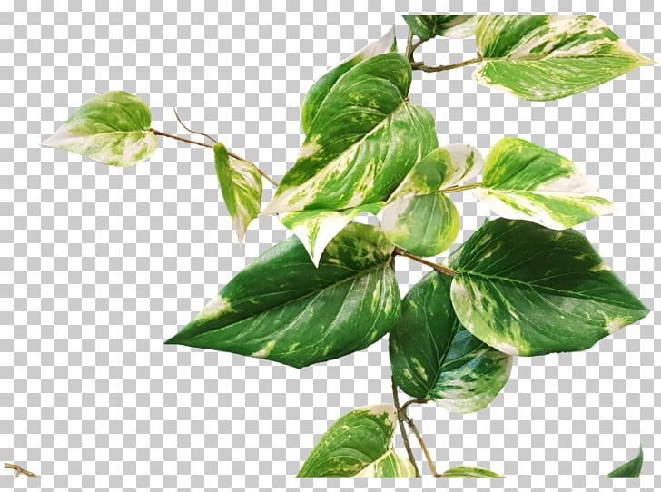 Pothos Garland Leaf Plant Stem Herb PNG, Clipart, Branch, Centimeter, Garland, Herb, Ivy Free PNG Download