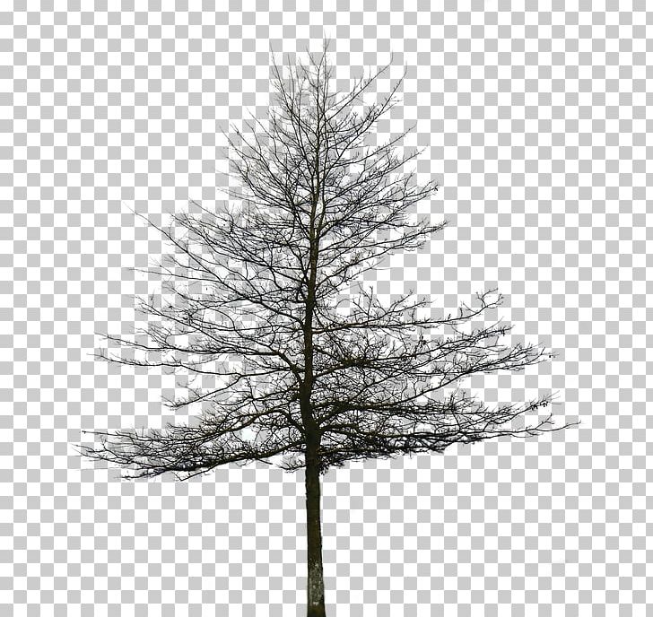 Tree Alpha Compositing Architectural Rendering PNG, Clipart, Alpha Compositing, Architectural Rendering, Architecture, Black And White, Branch Free PNG Download