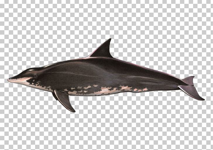Tucuxi Rough-toothed Dolphin Toothed Whale Common Bottlenose Dolphin Short-beaked Common Dolphin PNG, Clipart, Animals, Aquarium Fish, Cetacea, Fauna, Mammal Free PNG Download