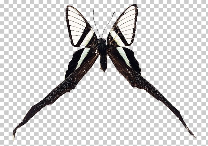 Brush-footed Butterflies Swallowtail Butterfly Insect Moth PNG, Clipart, Arthropod, Brush Footed Butterfly, Insects, Invertebrate, Losaria Coon Free PNG Download