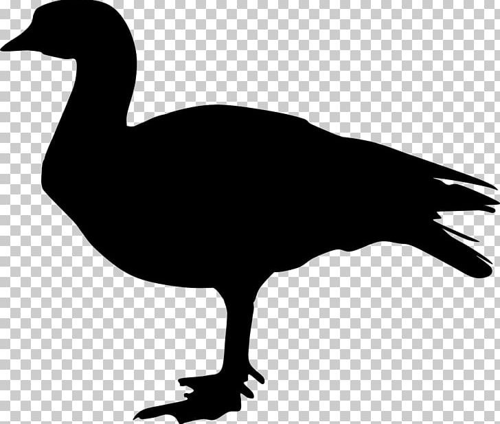 Duck Goose Silhouette Feather PNG, Clipart, Animals, Beak, Bird, Black And White, Clip Art Free PNG Download