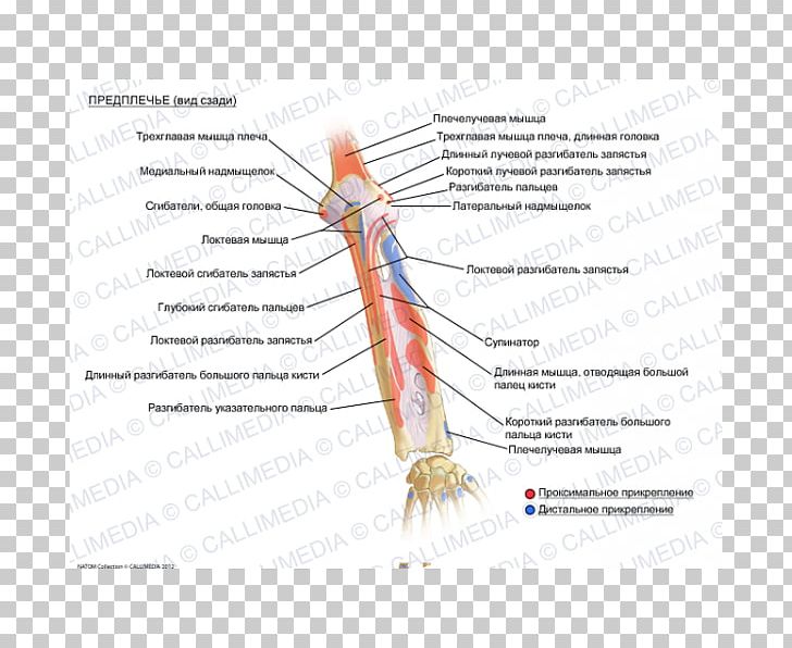 Forearm Human Anatomy Muscle Biceps PNG, Clipart, Anatomy, Arm, Biceps, Diagram, Forearm Free PNG Download