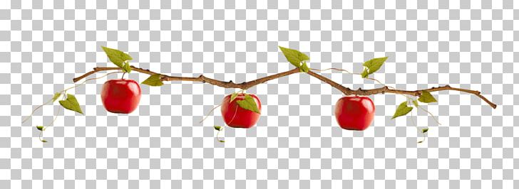 Apple PNG, Clipart, Animation, Apple, Apple Fruit, Apple Logo, Apple Tree Free PNG Download