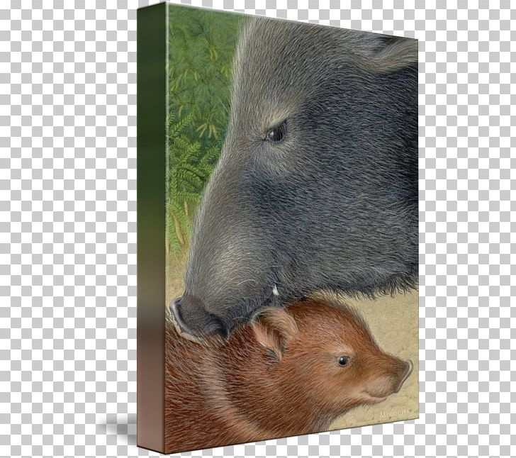 Capybara Beaver Bear Fauna Snout PNG, Clipart, Bear, Beaver, Capybara, Fauna, Fur Free PNG Download
