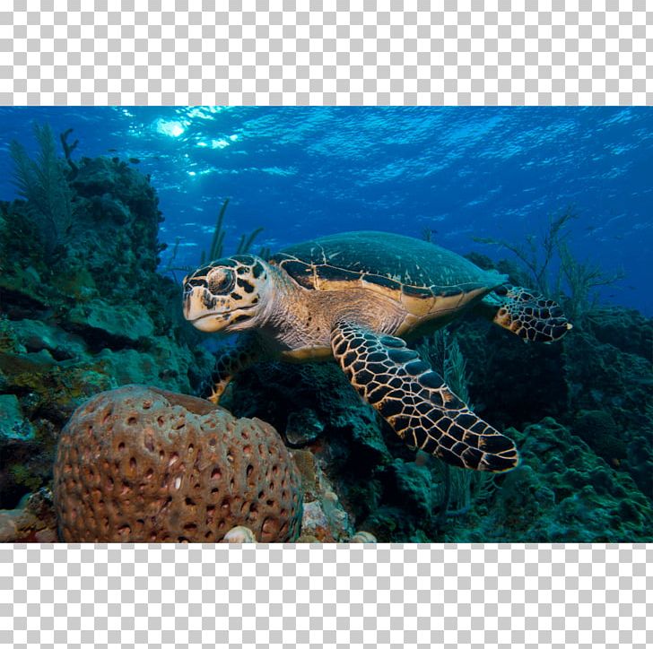 Loggerhead Sea Turtle Coral Reef Emydidae PNG, Clipart, Animals, Canvas Print, Coral, Coral Reef, Coral Reef Fish Free PNG Download