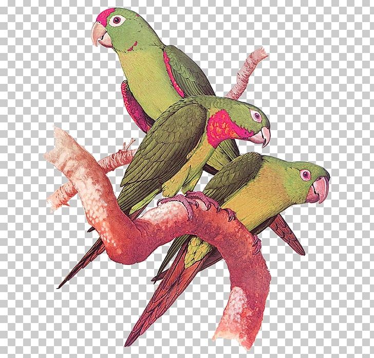 Parrots Of The World Bird PNG, Clipart, Animals, Beak, Chinese Painting, Common Pet Parakeet, Eclectus Parrot Free PNG Download