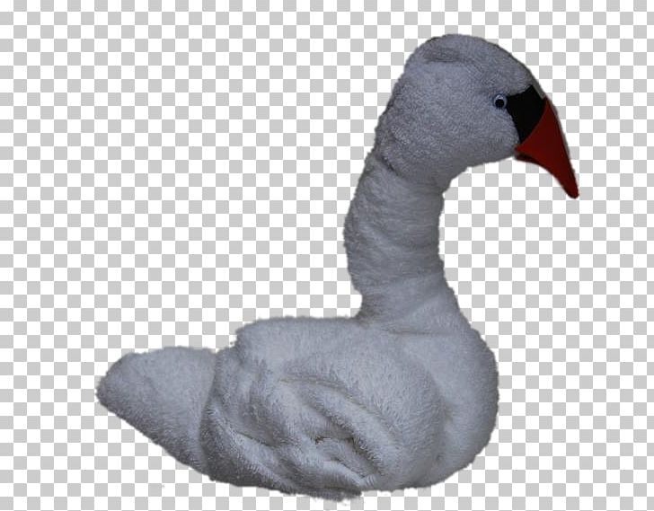 Cygnini Goose Fauna Feather Beak PNG, Clipart, Animals, Beak, Bird, Cygnini, Ducks Geese And Swans Free PNG Download