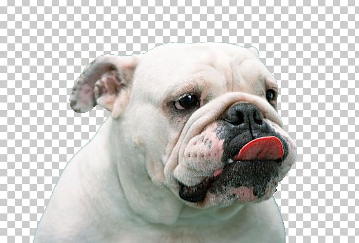 French Bulldog Pug Puppy Tongue PNG, Clipart, American Bulldog, Animal, Australian Bulldog, Black White, Bulldog Free PNG Download