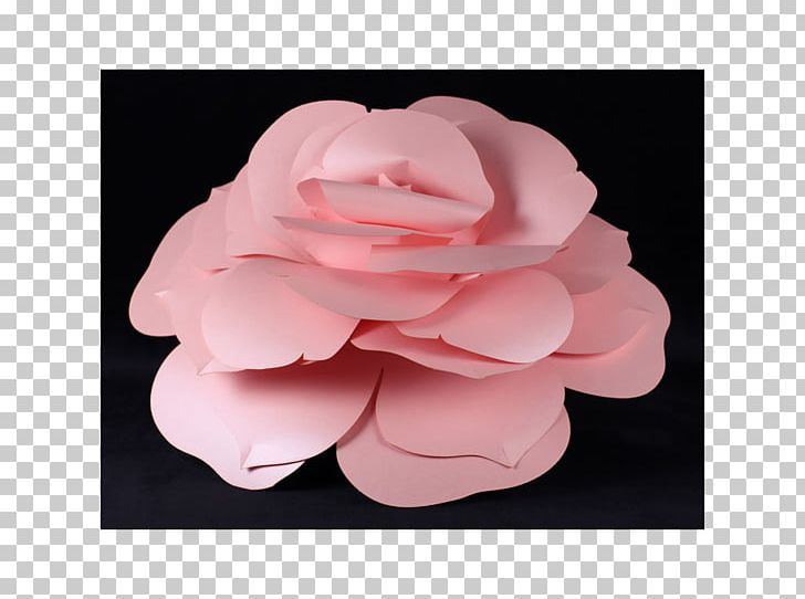 Garden Roses Cut Flowers Petal Camellia PNG, Clipart, Blush, Camellia, Cut Flowers, Dia, English Rose Free PNG Download