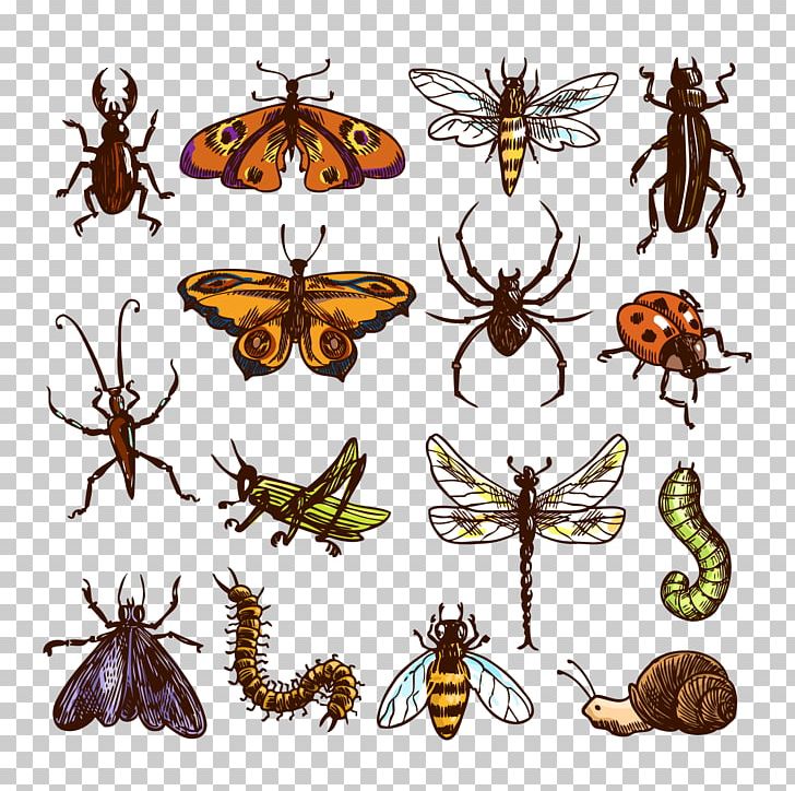 Insect Cockroach PNG, Clipart, Animals, Brush Footed Butterfly, Happy Birthday Vector Images, Ins, Insects Free PNG Download