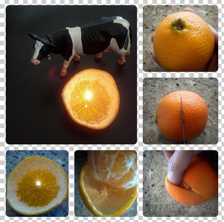 Clémentine M. Idea Citrus × Deliciosa Being Cricut PNG, Clipart, Being, Candle, Child, Citrus, Clementine Free PNG Download
