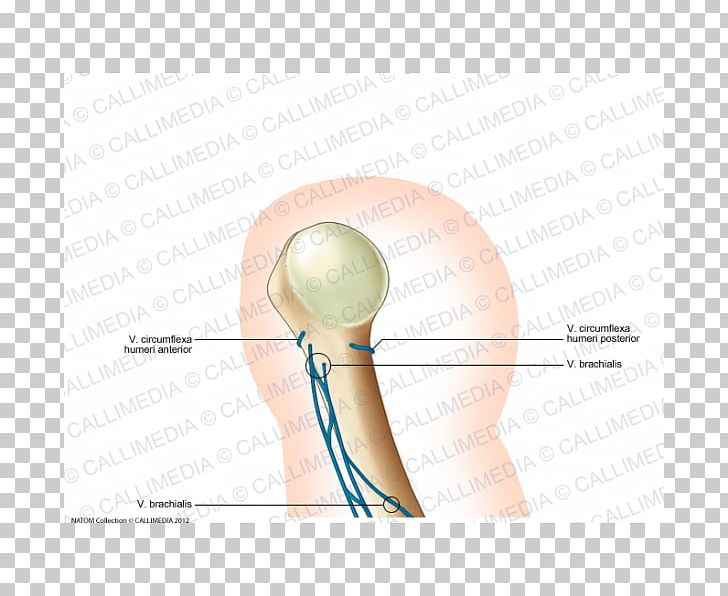 Finger Angle PNG, Clipart, Angle, Arm, Art, Brachial Veins, Ear Free PNG Download