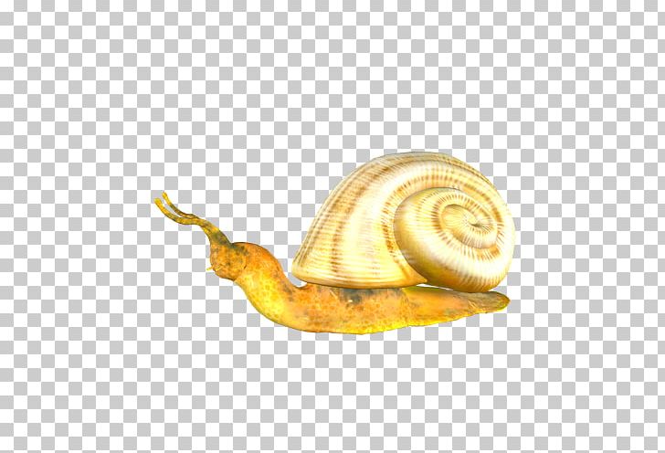 Snail Orthogastropoda PNG, Clipart, Adobe Illustrator, Animals, Crawl, Crawling, Description Free PNG Download