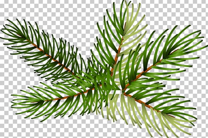 Spruce Fir Pine Christmas Tree Branch PNG, Clipart, Bon Jovihave A Nice, Branch, Christmas Day, Christmas Tree, Conifer Free PNG Download