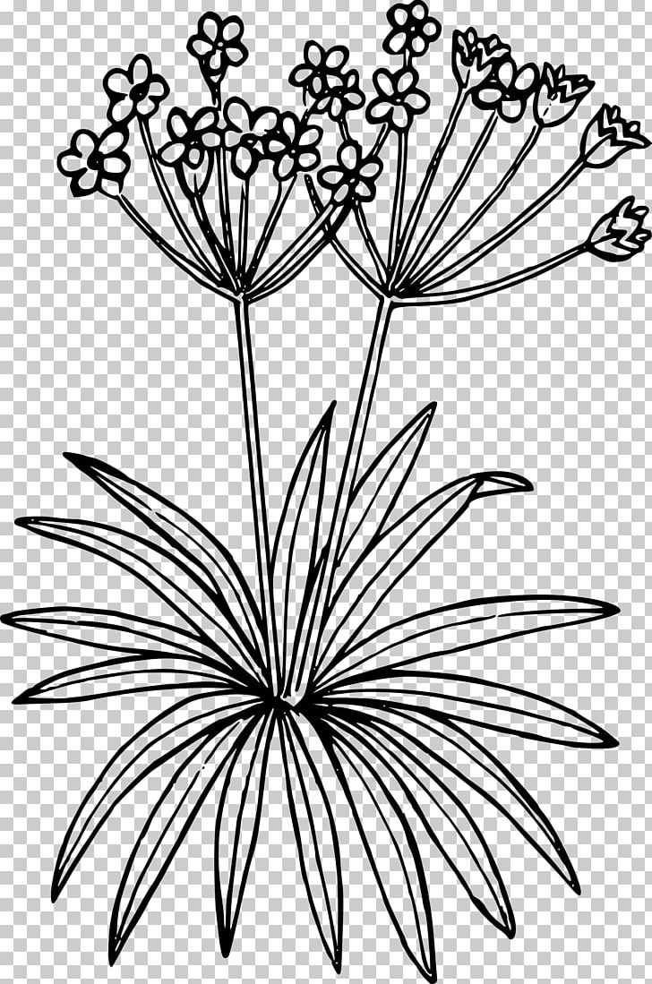 Wildflower Floral Design PNG, Clipart, Artwork, Black And White, Branch, Download, Drawing Free PNG Download