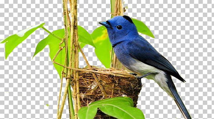 1080p High-definition Television High-definition Video PNG, Clipart, 4k Resolution, 1080p, Animals, Beak, Beauty Free PNG Download