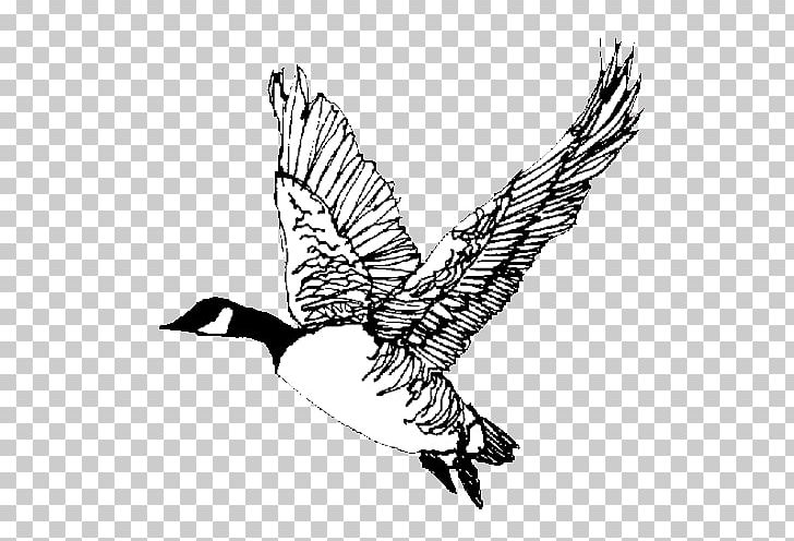 Canada Goose Bird Eagle Anatidae PNG, Clipart, Anatidae, Art, Artwork, Beak, Bird Free PNG Download