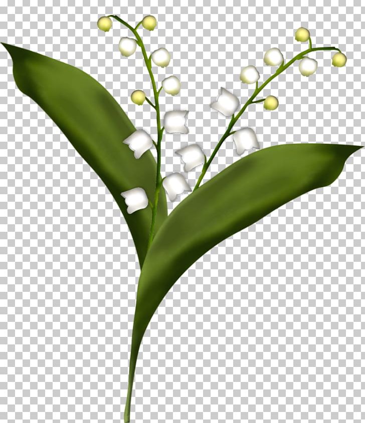 Flower Lily Of The Valley Drawing PNG, Clipart, Blume, Computer Icons, Drawing, Flora, Flower Free PNG Download