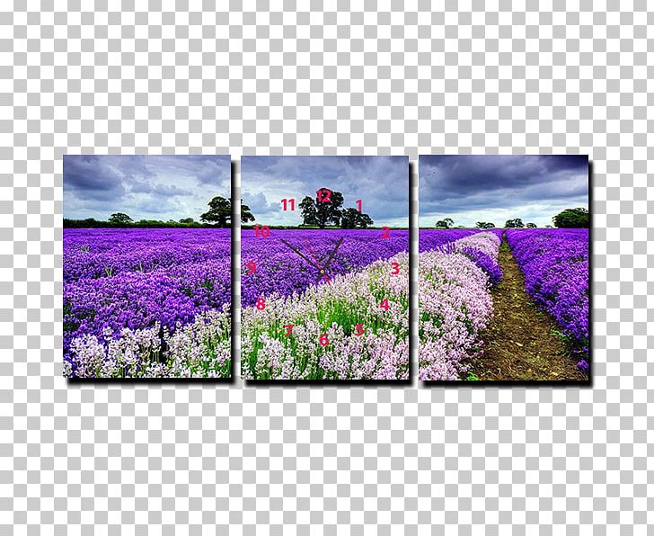 Laptop Desktop Photography High Definition Television Mobile