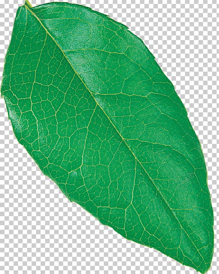 Plant Pathology Leaf PNG, Clipart, Leaf, Pathology, Plant, Plant Pathology Free PNG Download