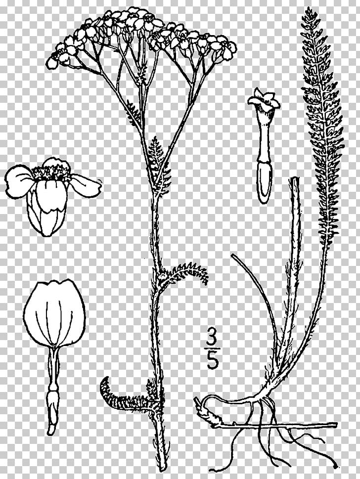 Yarrow Drawing Rhizome Plant Botanical Illustration PNG, Clipart, Art, Black And White, Botanical Illustration, Branch, Coloring Book Free PNG Download