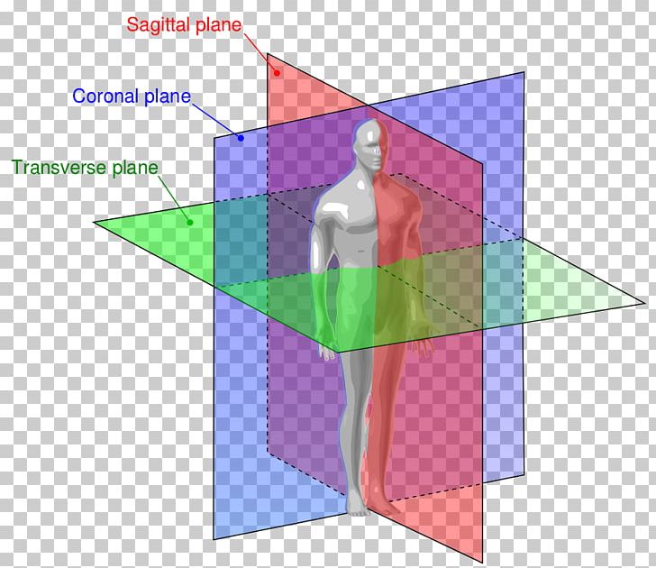 Anatomy Sagittal Plane Anatomical Terms Of Location Coronal Plane PNG, Clipart, Anatomical Terminology, Anatomical Terms Of Location, Anatomy, Angle, Coronal Plane Free PNG Download